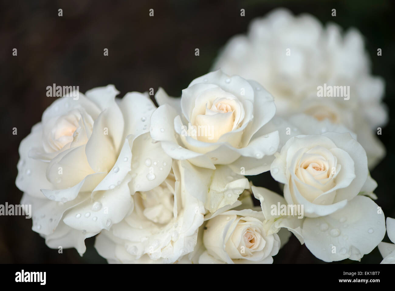 Japanese white rose Shinjugai Stock Photo Alamy