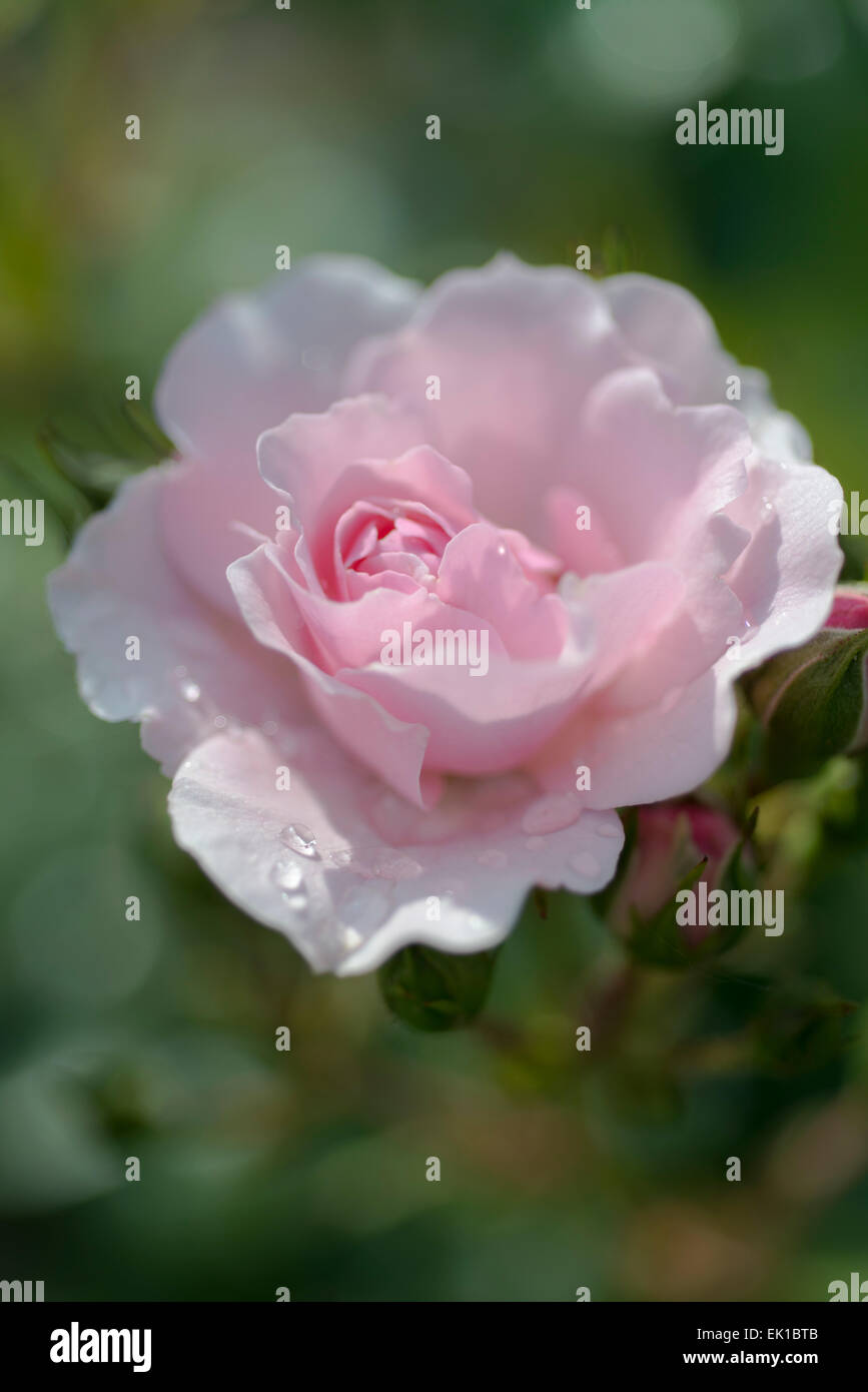 Pink rosa Lady of the Dawn Stock Photo