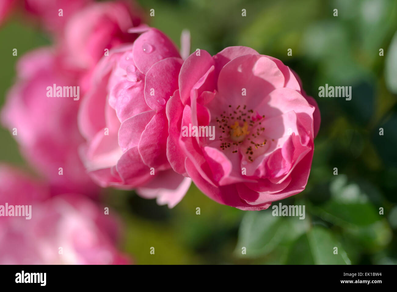 Rosa Angele, a Kordes rose Stock Photo