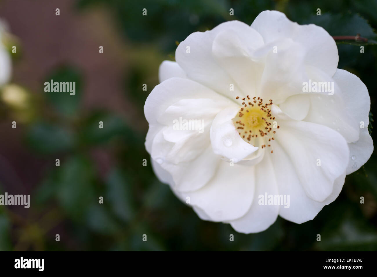 Rosa Snow Carpet Stock Photo Alamy
