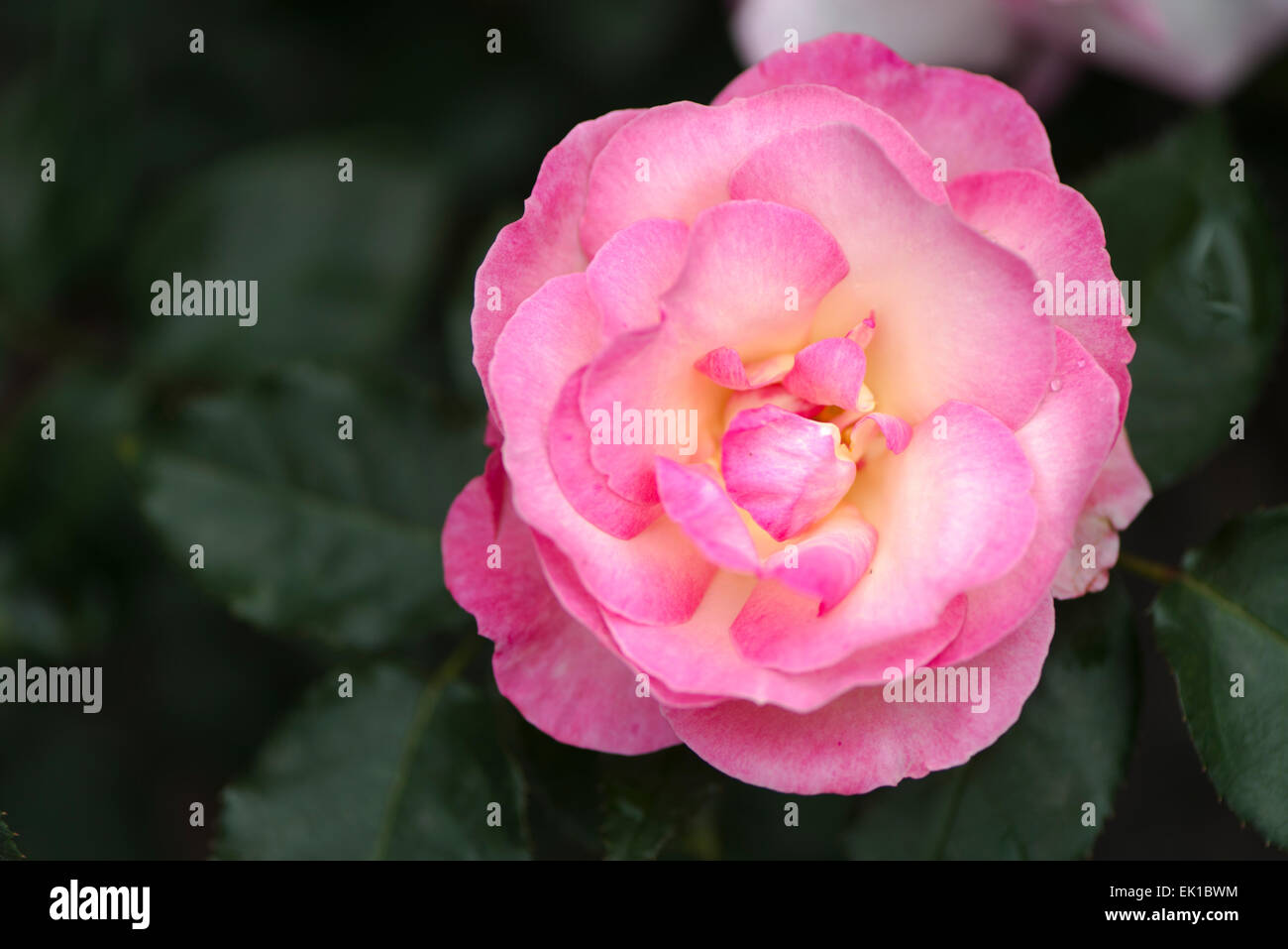 Pink Japanese rose Rin Stock Photo