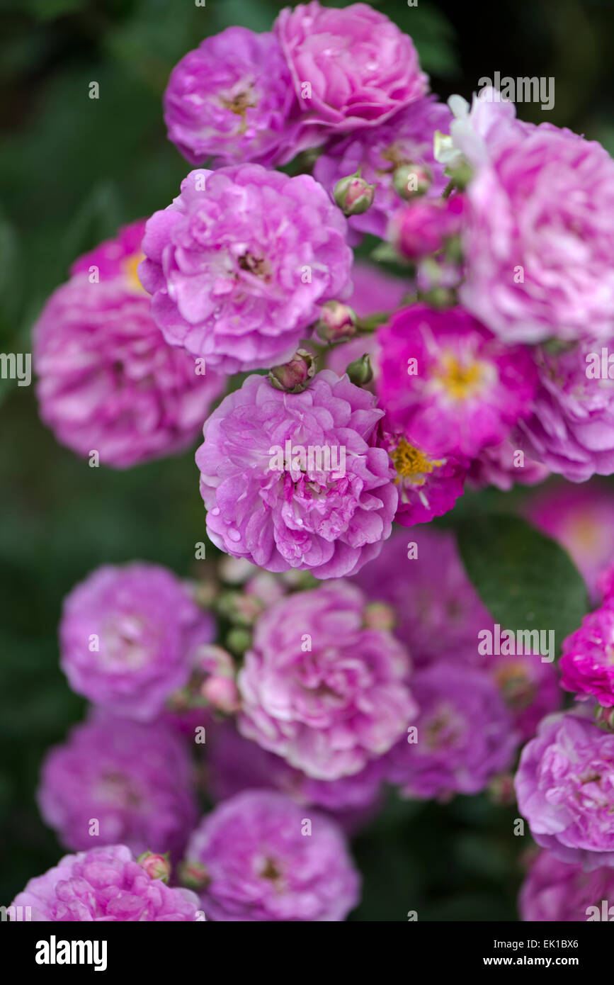 Lilaccolored Japanese Rose Kikobashi Stock Photo Alamy