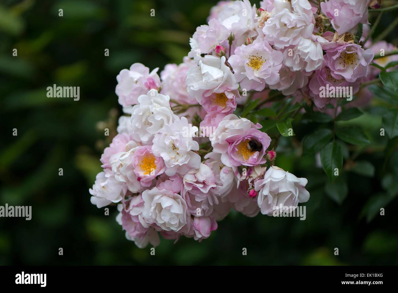 Pink and white Japanese rose Song of Hiroshima Stock Photo