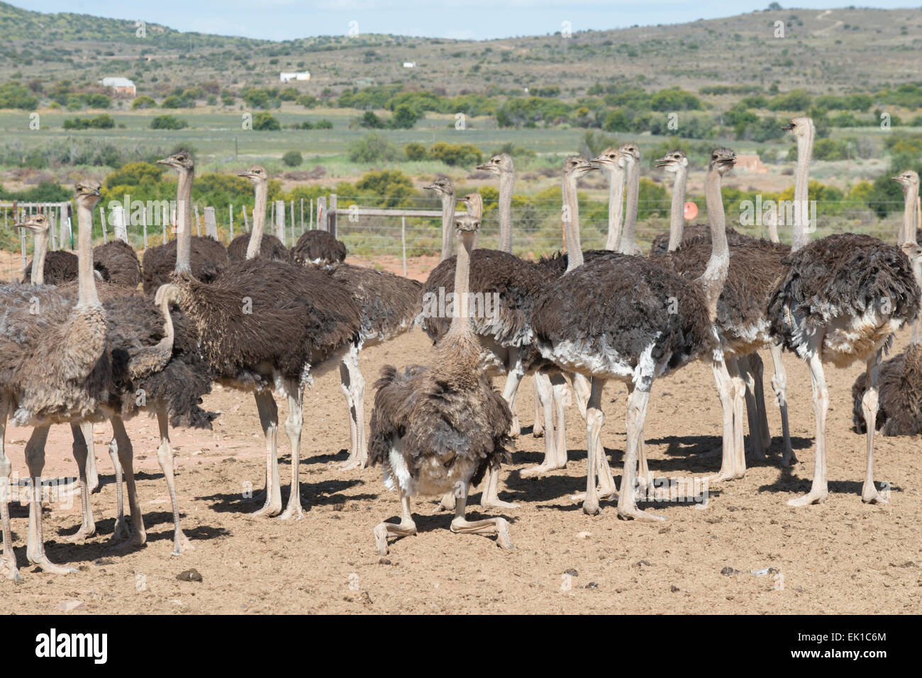 Ostriches (Struthio camelus) farmed for their meat and feathers on a commercial farm in Oudtshoorn, Western Cape, South Africa Stock Photo