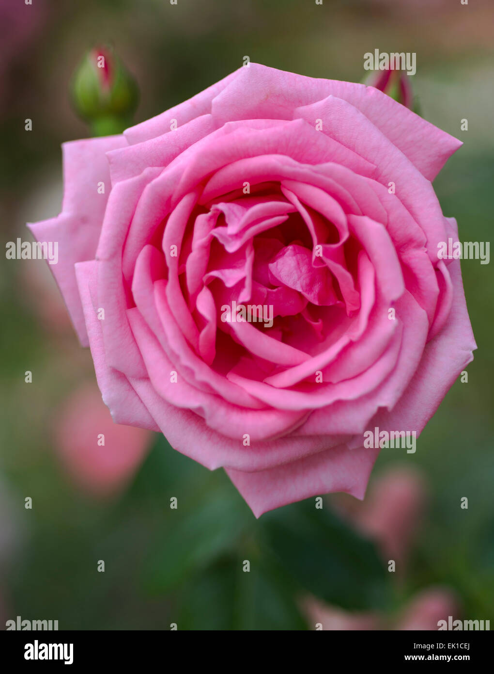 Rosa Pink Cloud Stock Photo