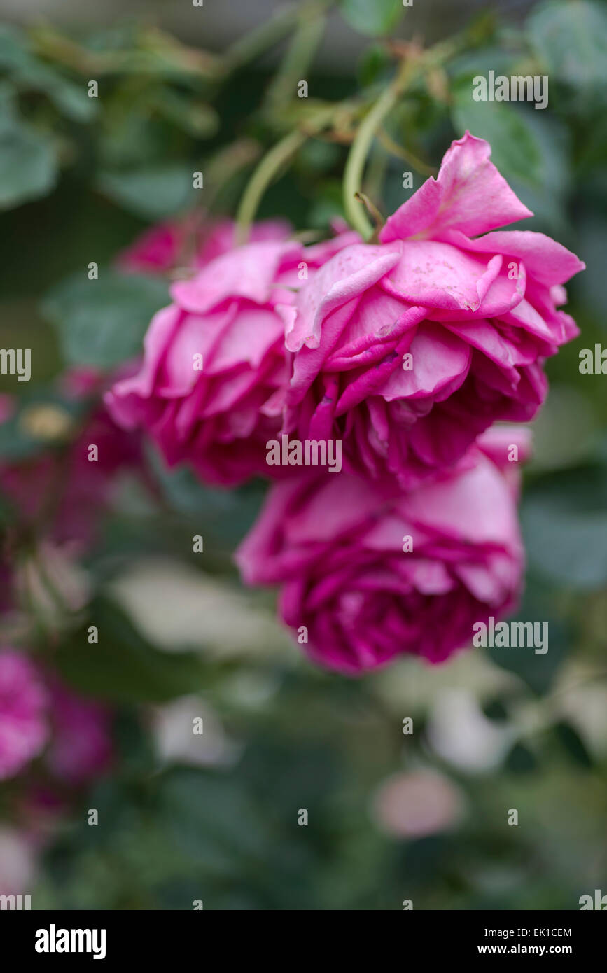 Rosa Pink Cloud Stock Photo