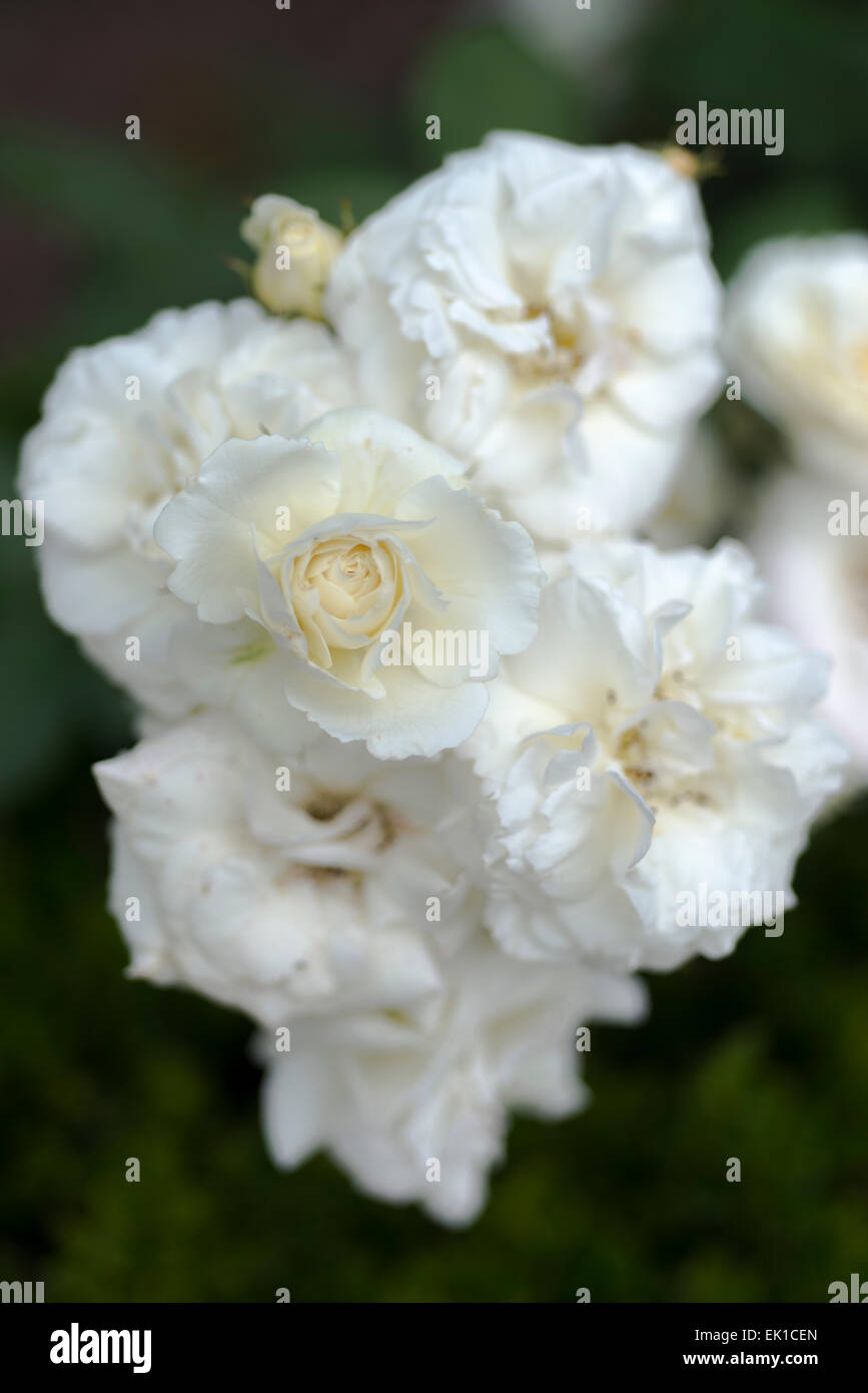 White rose Midsummersnow Stock Photo