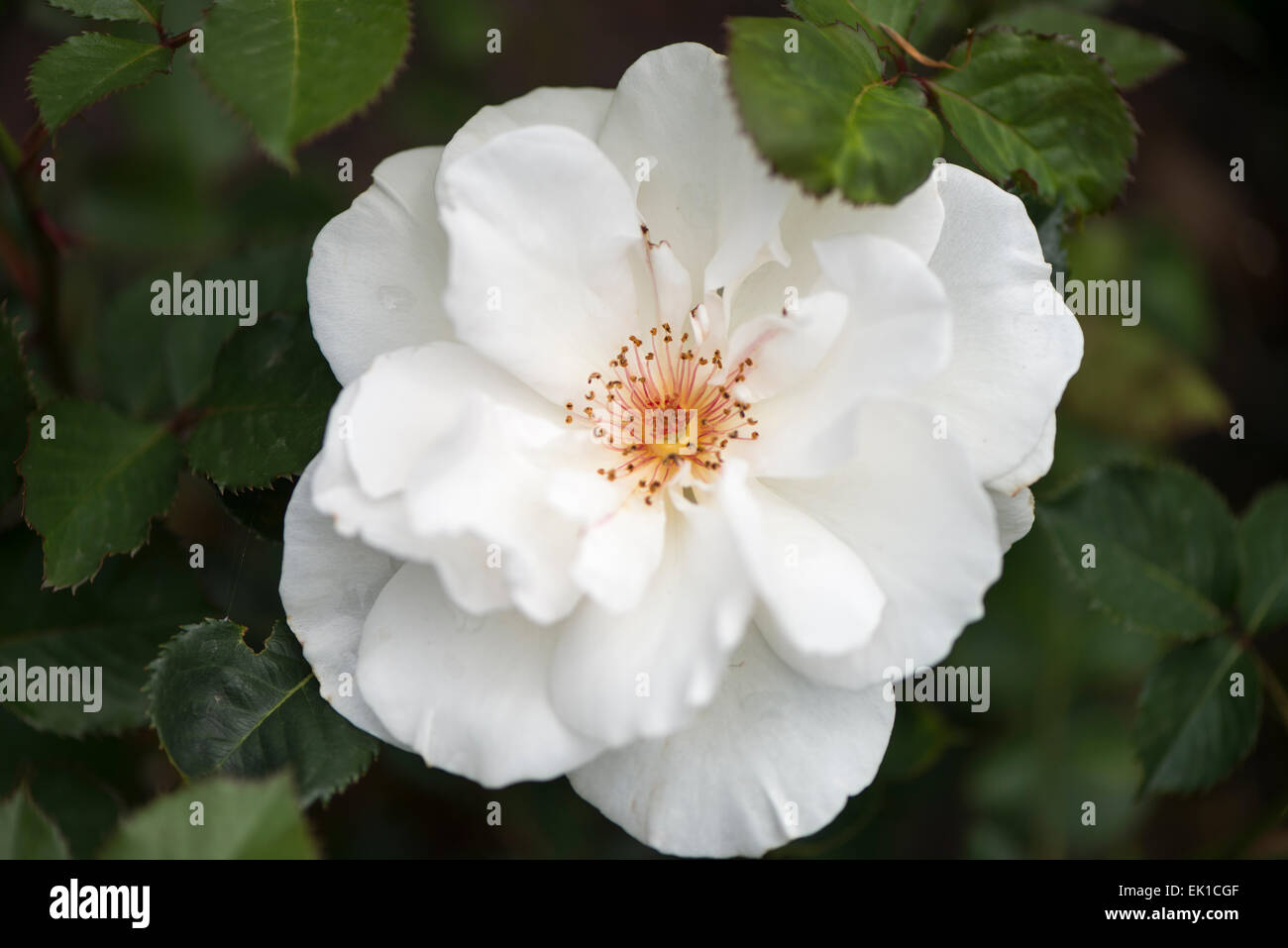 White rose Margaret Merril Stock Photo