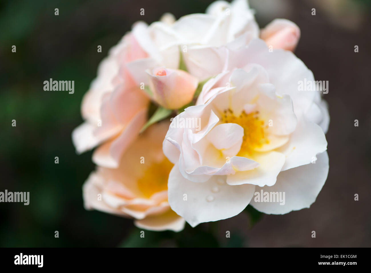 White rose Thukela Stock Photo