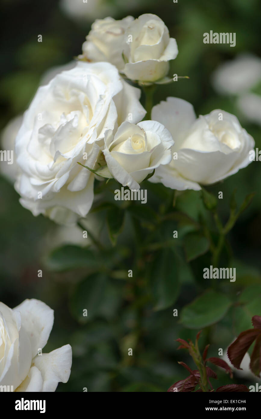 White Rose San Remo Stock Photo