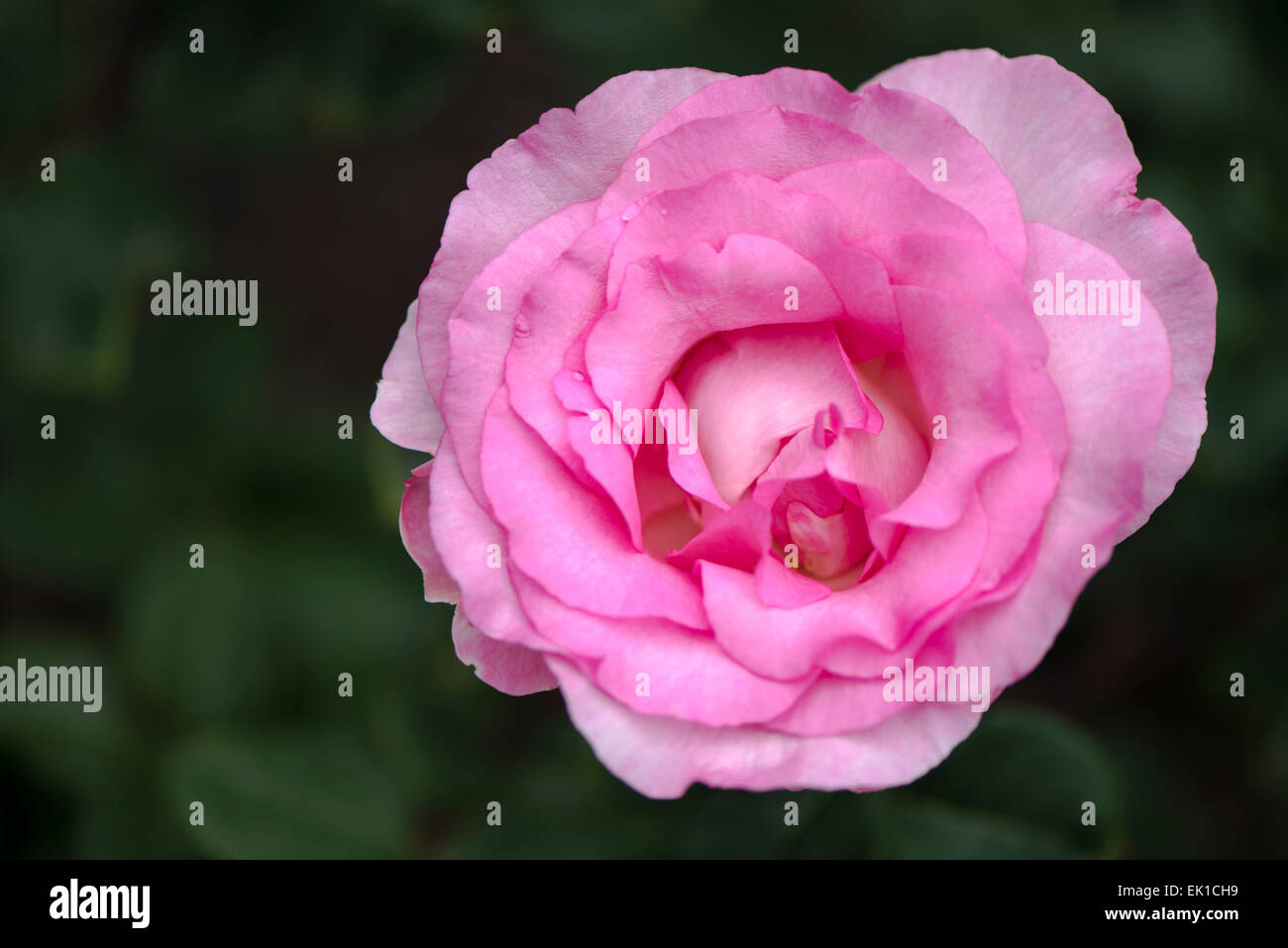 Pink rose Beverly Stock Photo