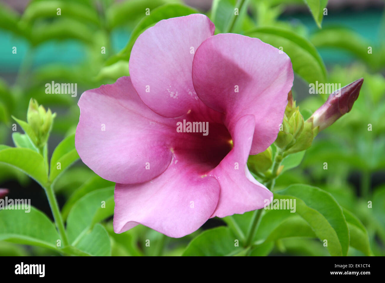 Purple Begonia flower in the garden Stock Photo - Alamy