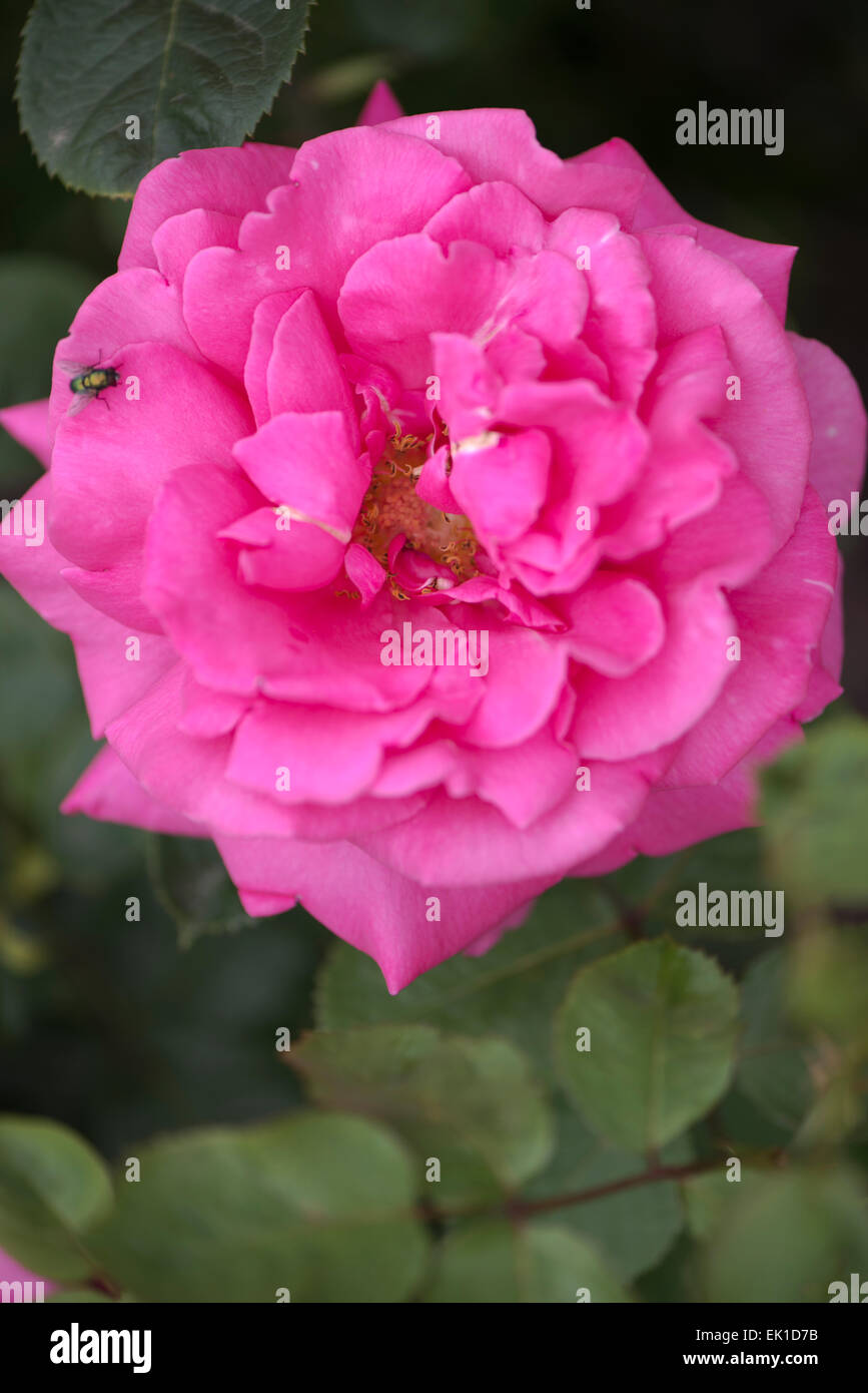 Pink rose Rendez-Vous Stock Photo