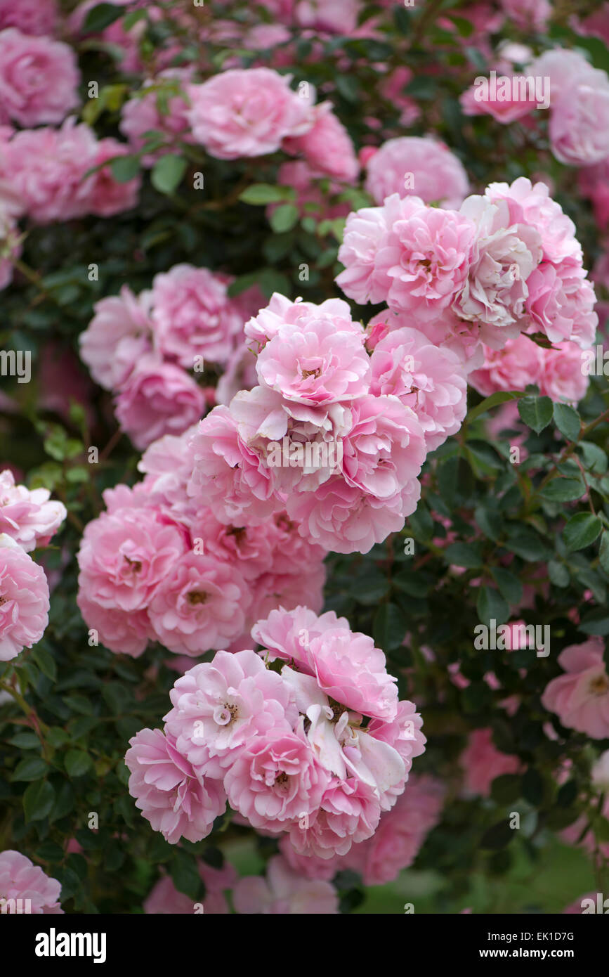 Rosa Bonica, pink rose Stock Photo