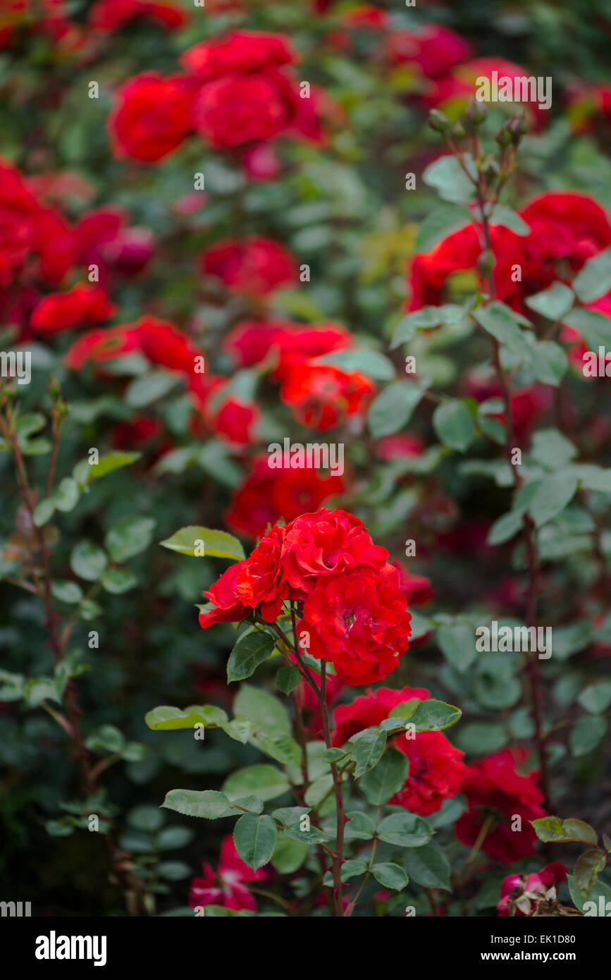Red rose Allotria Stock Photo - Alamy