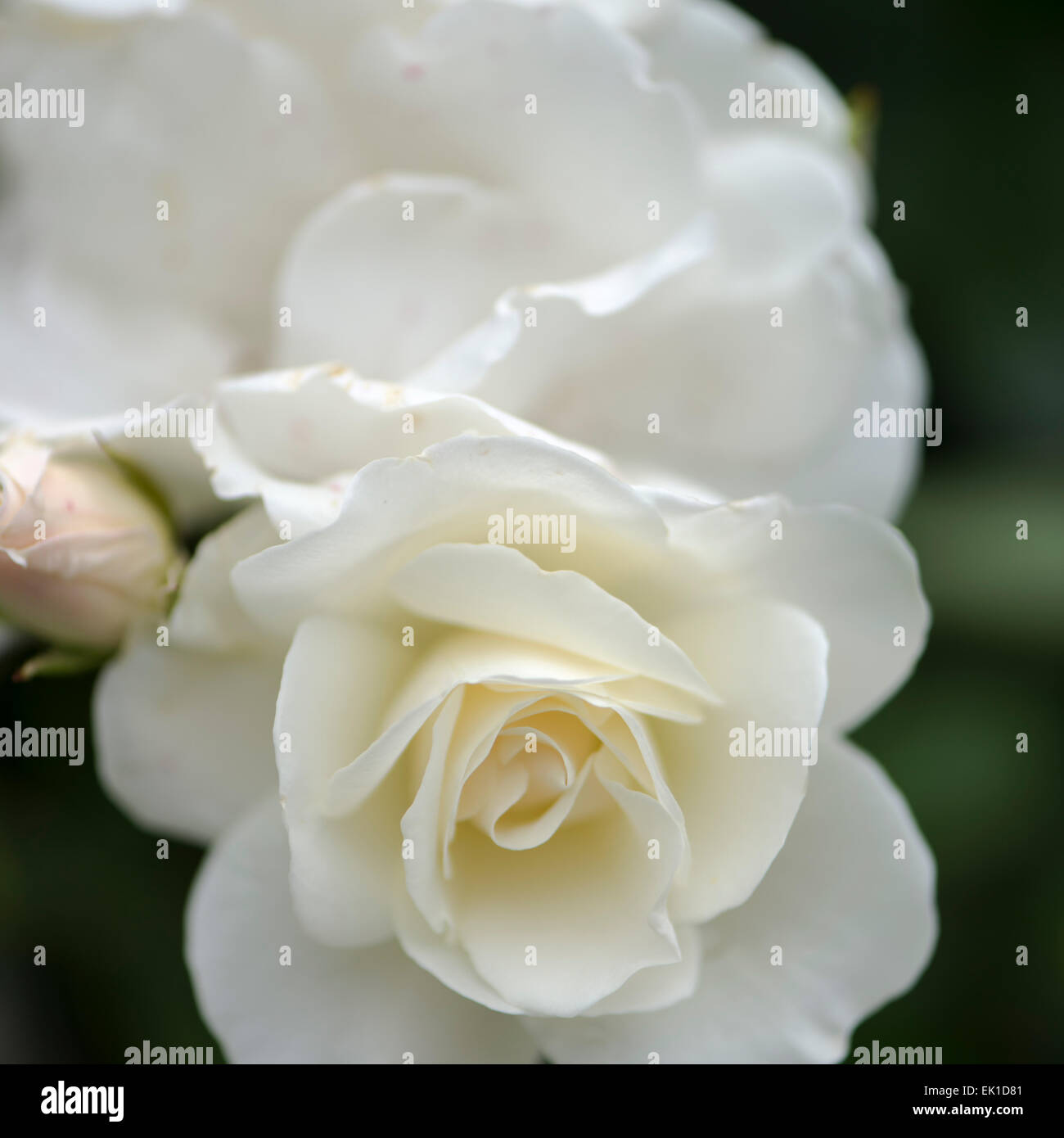 White Schneewittchen rose, Kordes Stock Photo - Alamy