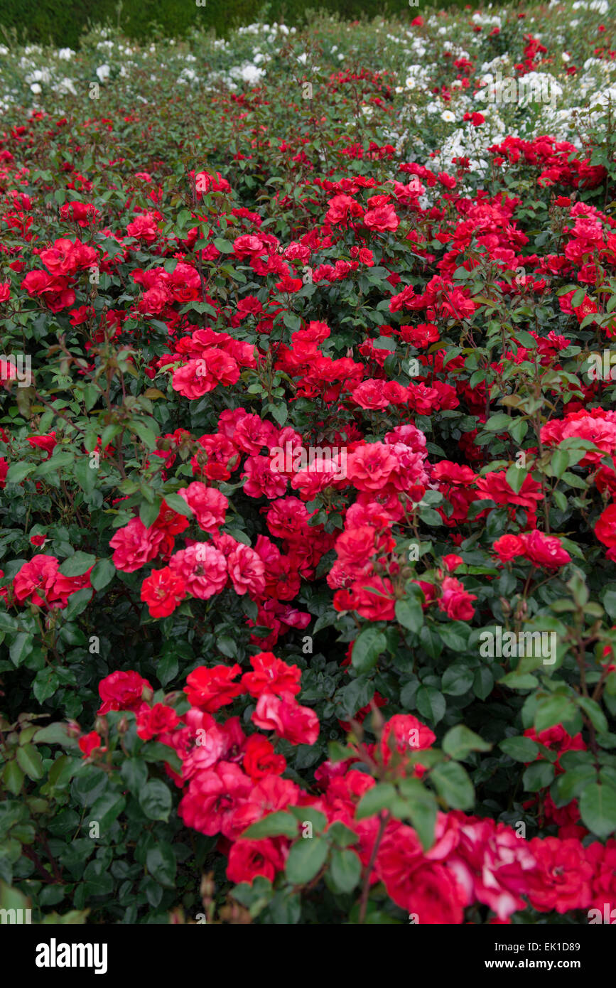 Red rose La Sevillana Stock Photo - Alamy