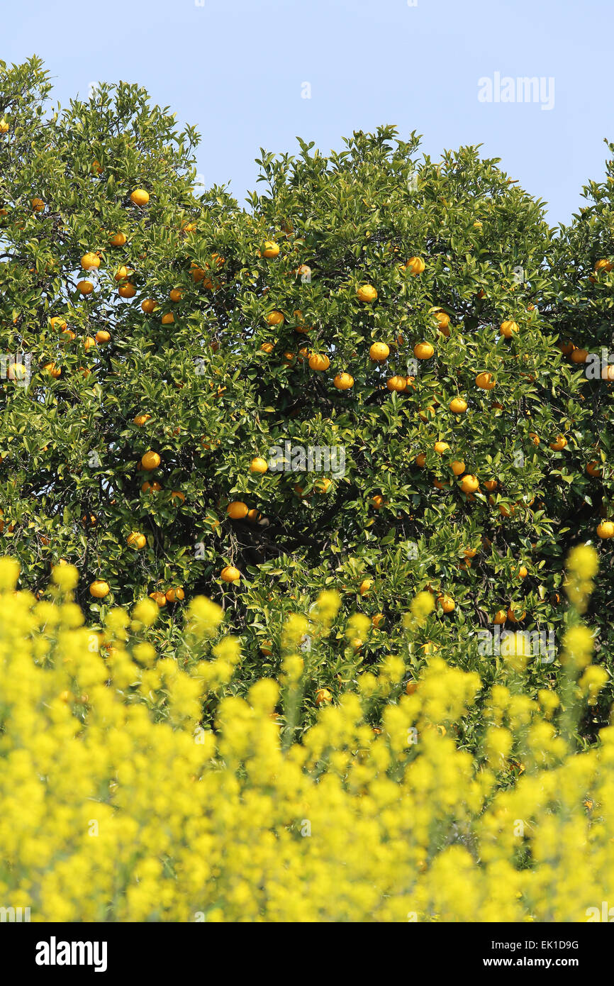 orange trees with fruits on plantation Stock Photo Alamy