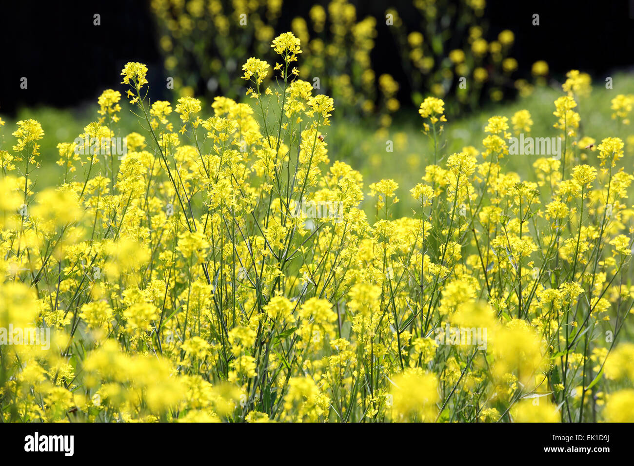 canola or rapeseed plants in the farm field Stock Photo
