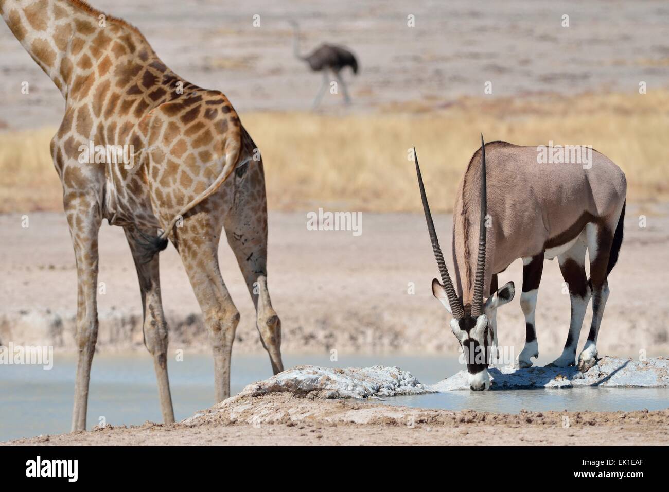 Giraffe (Giraffa camelopardalis) with a male gemsbok (Oryx gazella) drinking at waterhole, Etosha National Park, Namibia, Africa Stock Photo