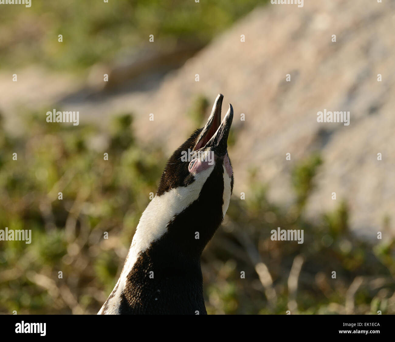 African Penguin (Spheniscus demersus) behind some bushes, at a beach near Cape Town in South Africa. Stock Photo
