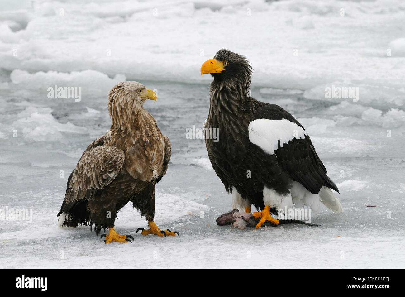 Whitetailed Eagle and Steller Sea Eagle on the drifting ice at Nemuro Strait a few miles
