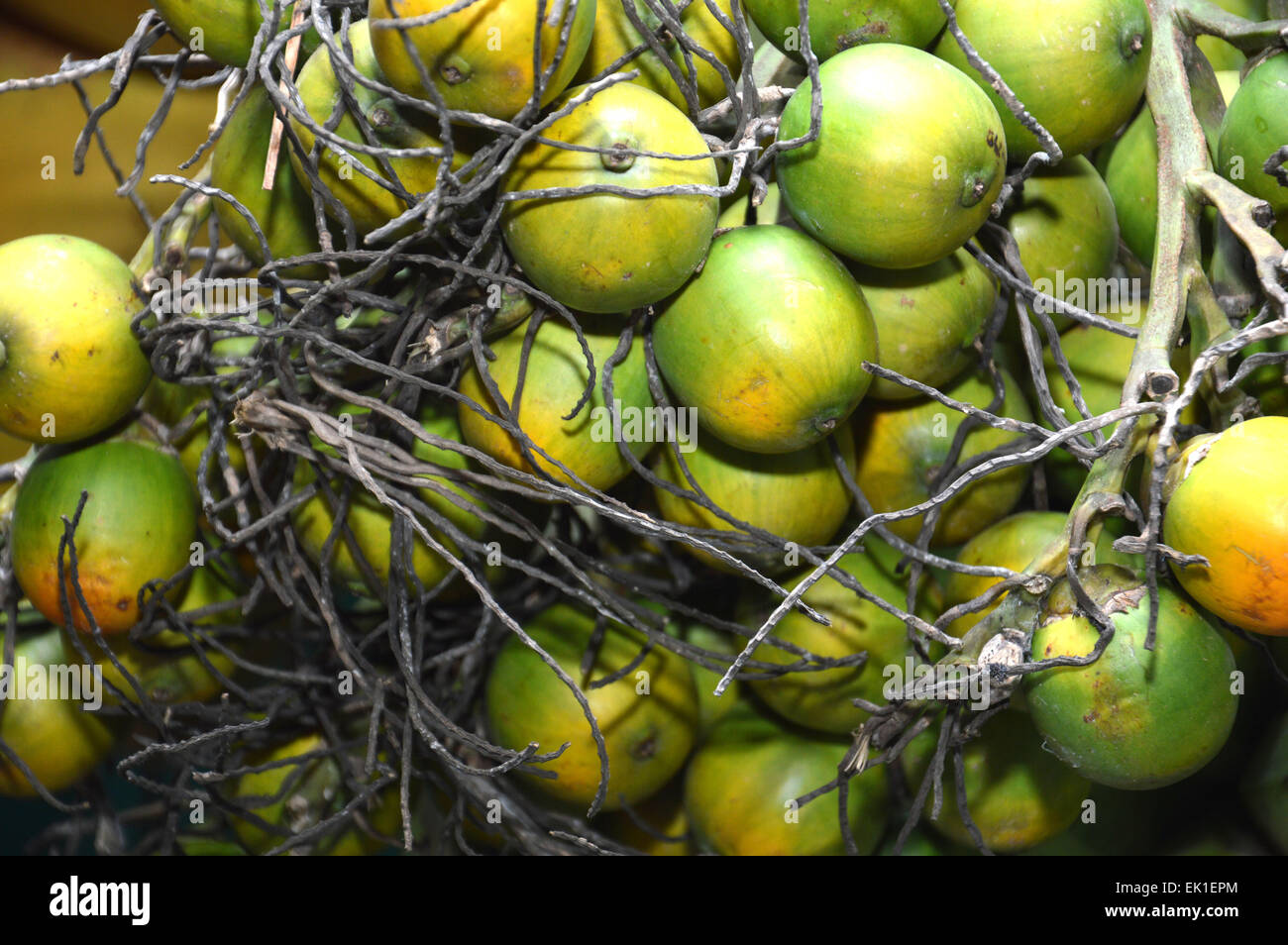 nut fruit background Stock Photo Alamy