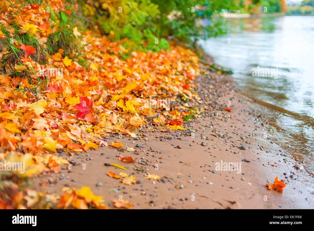 bank of the river and fallen maple leaves Stock Photo - Alamy