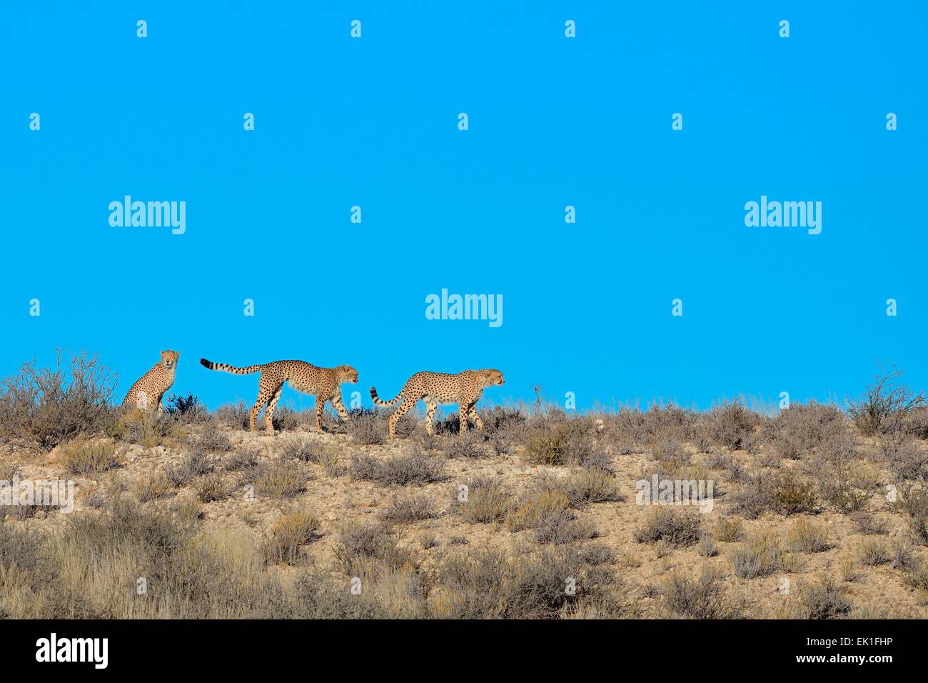 Crest of a hill hires stock photography and images Alamy