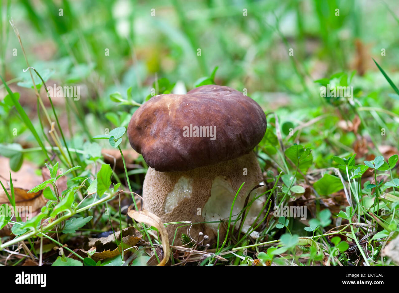 edible mushroom - boletus Stock Photo