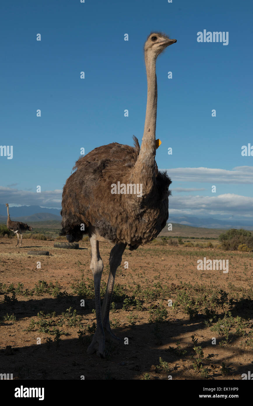 Female ostrich (Struthio camelus) farmed for  meat on a commercial farm in Oudtshoorn, Western Cape, South Africa Stock Photo