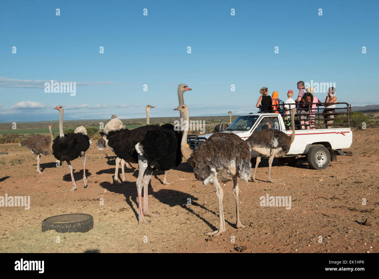 Tourists visiting a commercial ostrich farm in Oudtshoorn, Western Cape, South Africa Stock Photo