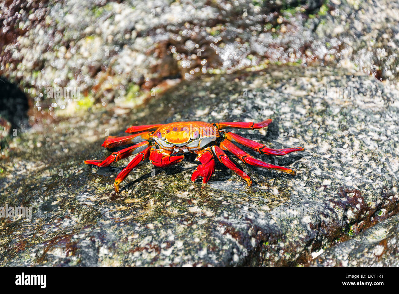 Closeup view of a red Sally Lightfoot Crab in the Galapagos Islands in Ecuador Stock Photo