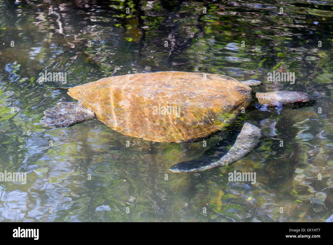 Giant sea turtle swimming near the surface off the shore of Isabela Island in the Galapagos Islands Stock Photo