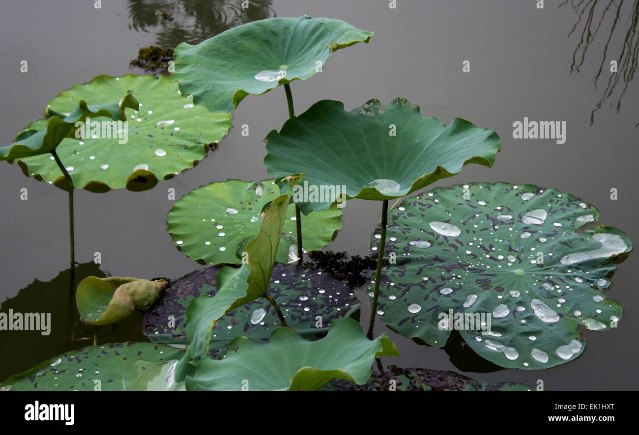 water lilies rain droplets China Flowers and Plants Hong Kong Landscape