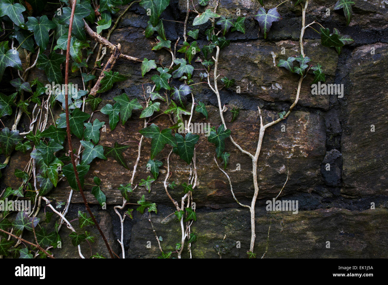 A stone wall with Ivy growing on it. Stock Photo