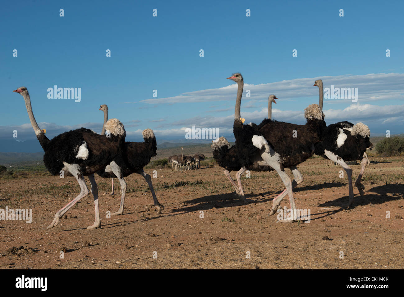 Ostriches (Struthio camelus) farmed for their meat and feathers on a commercial farm in Oudtshoorn, Western Cape, South Africa Stock Photo