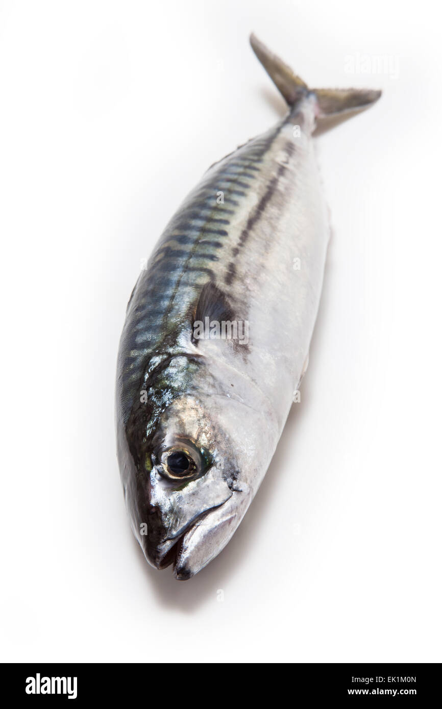 Whole Atlantic mackerel (Scomber scombrus) fish isolated on a white studio background. Stock Photo