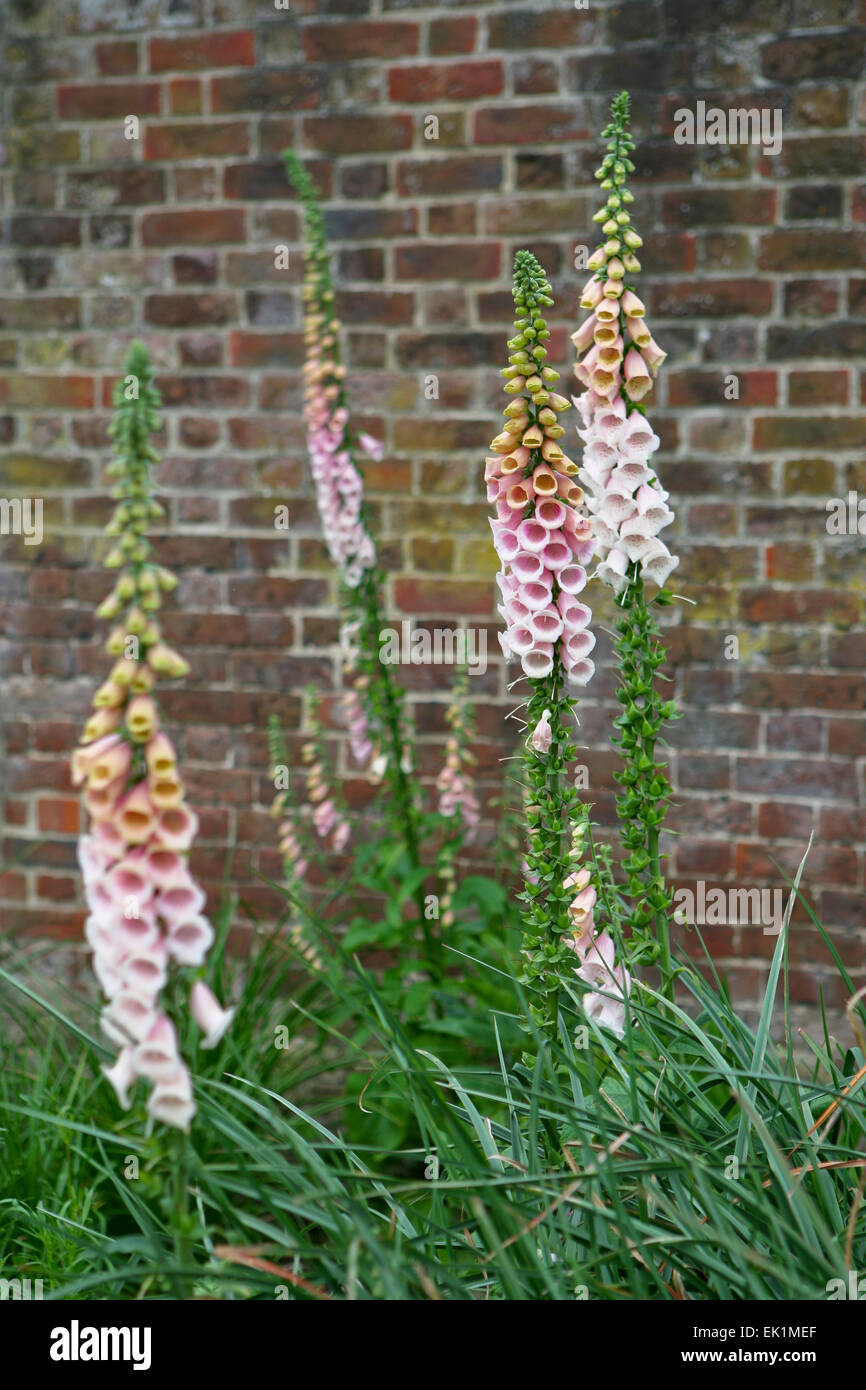 A group of flowering Digitalis 'Sutton's Apricot' / Foxgloves with a brick wall background Stock Photo