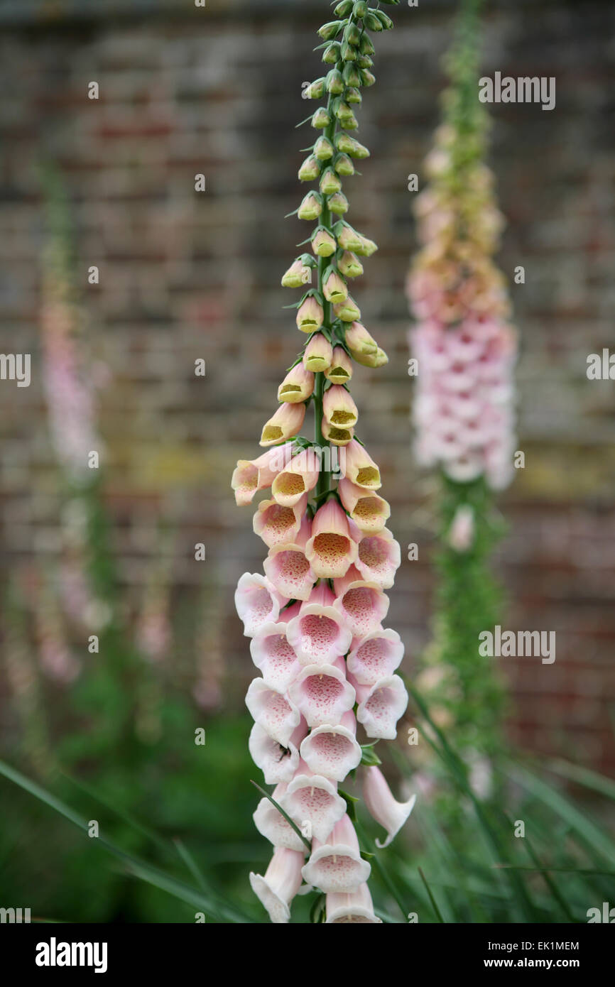 Digitalis 'Sutton's Apricot' / Foxglove Stock Photo