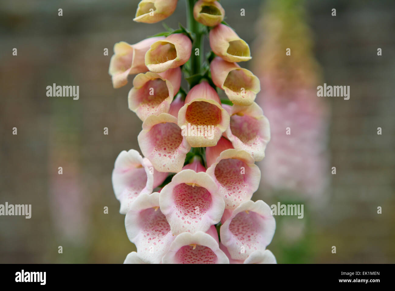 Close up of flowering Digitalis 'Sutton's Apricot' / Foxglove Stock Photo