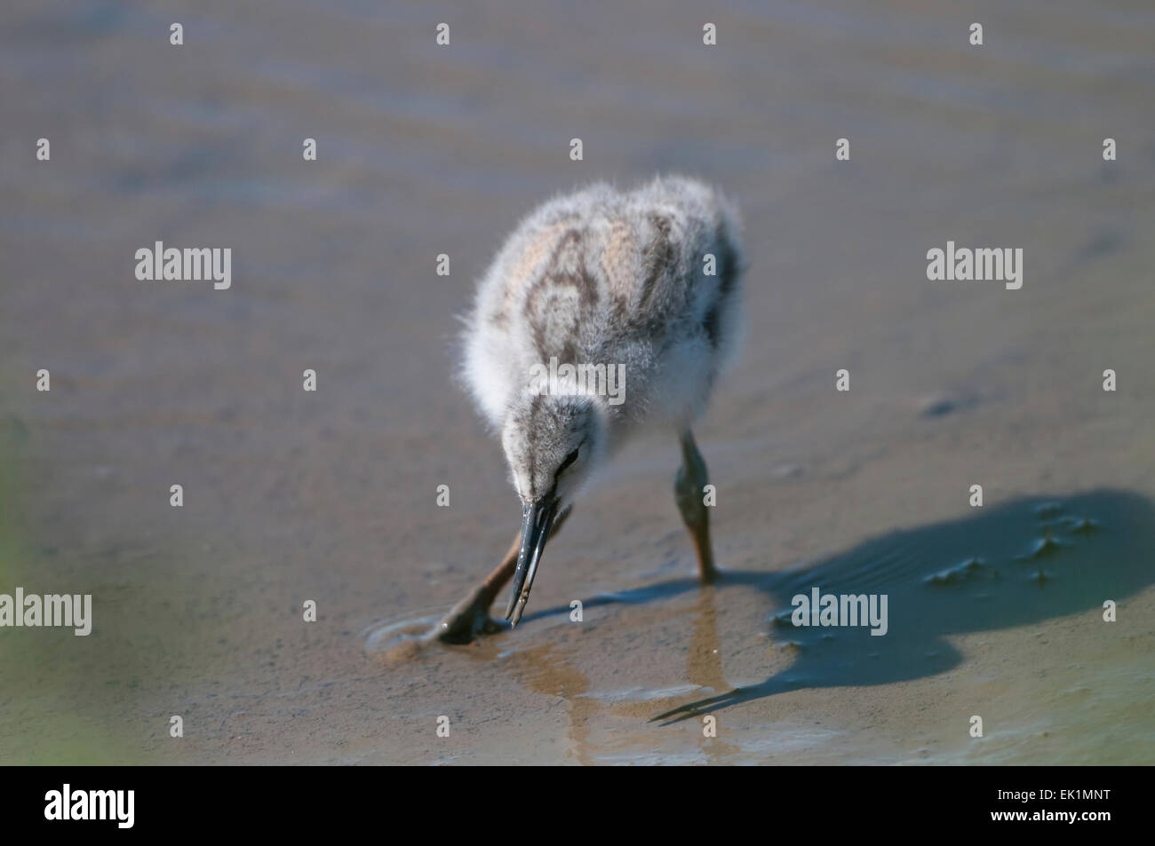An Avocet chick feeds on mudflats, Titchwell Marsh, Norfolk, UK Stock Photo