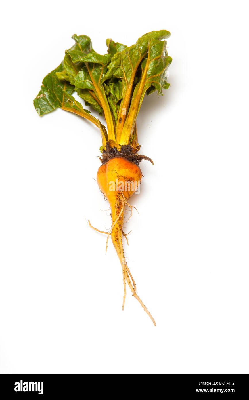 Yellow beetroot isolated on a white studio background Stock Photo Alamy