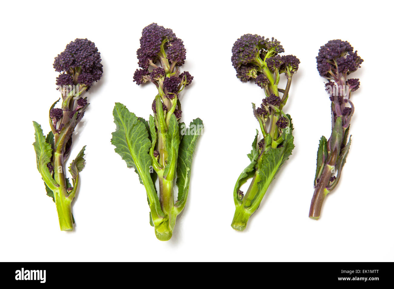 Purple sprouting broccoli isolated on a white studio background. Stock Photo