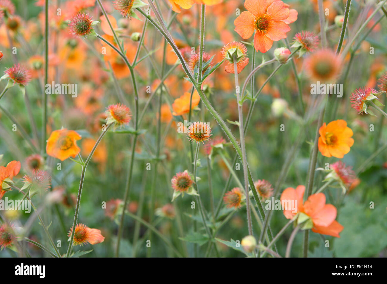 Geum 'Totally Tangerine' Stock Photo Alamy