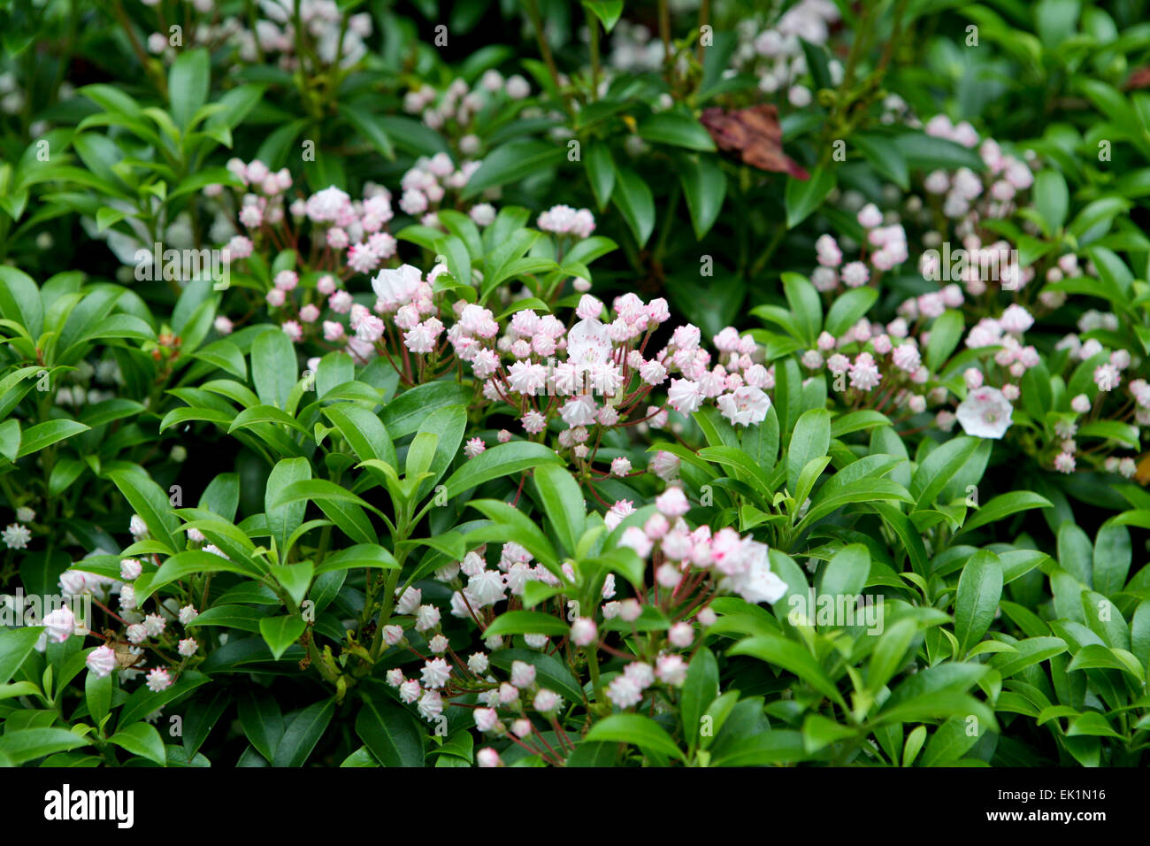 Kalmia latifolia 'Elf' / Mountain laurel Stock Photo