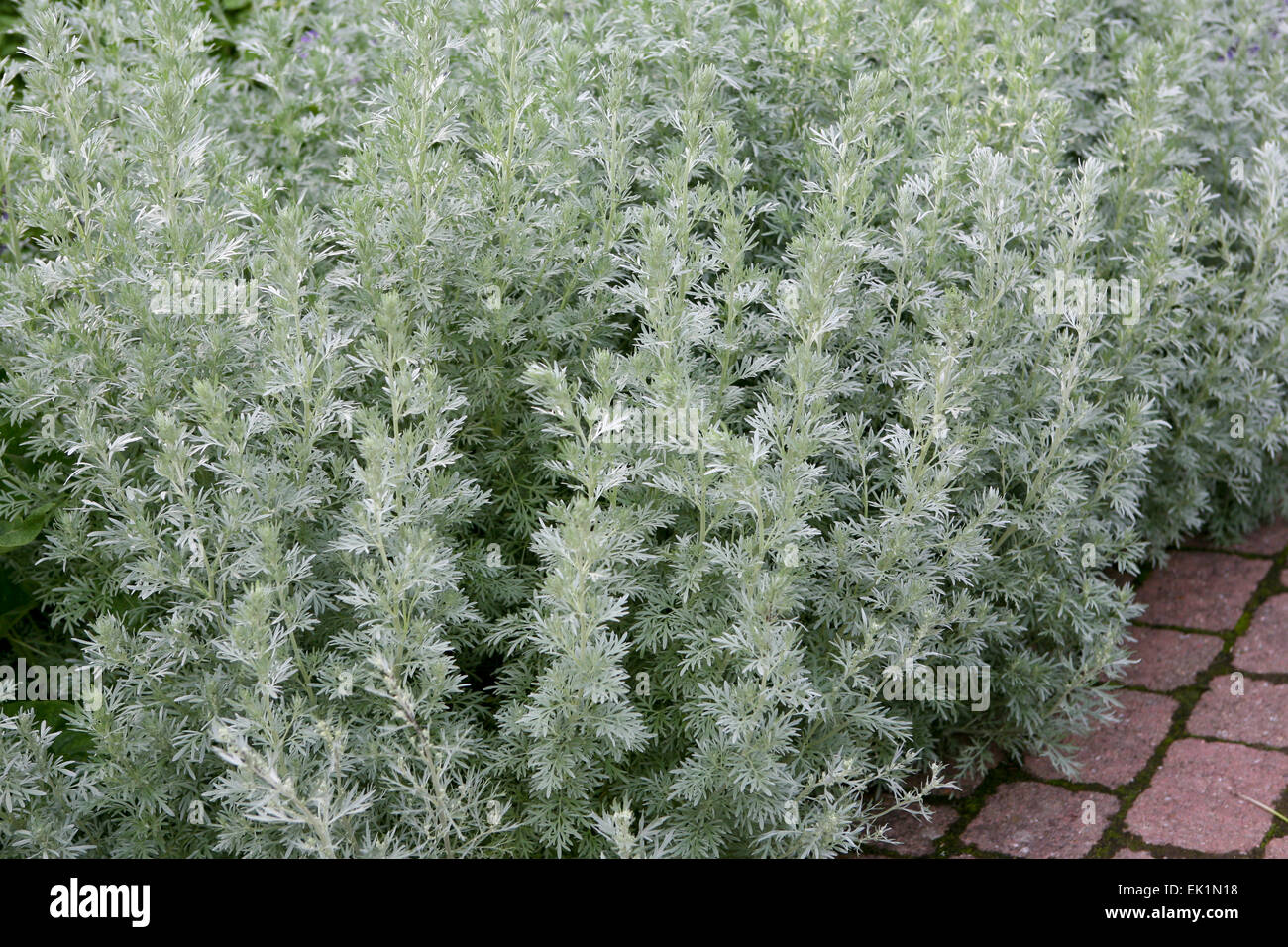 Artemisia absinthium 'Lambrook Silver' edging a brick path Stock Photo