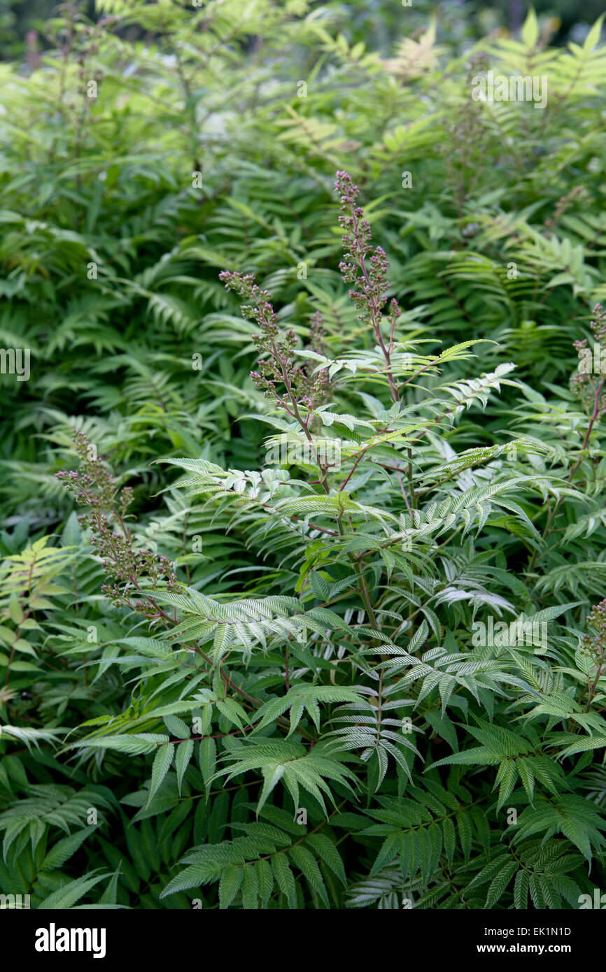 Sorbaria sorbifolia 'Sem' / False spiraea 'Sem' Stock Photo