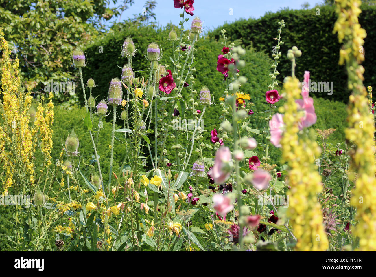 Great Dixter planting combination - Verbascum, Hollyhocks, Teasel, Stock Photo