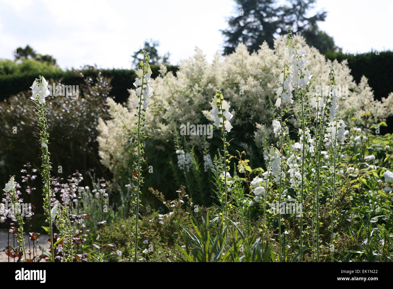 White garden planting combination - Digitalis, Aruncus Stock Photo